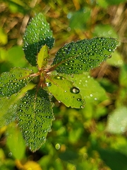 Impatiens capensis