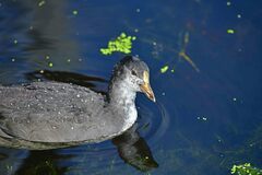 Fulica atra