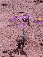 Senecio arenarius