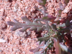 Senecio arenarius