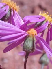 Senecio arenarius
