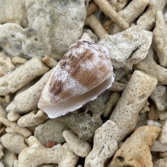 Conus arenatus