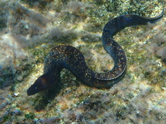 Muraena helena