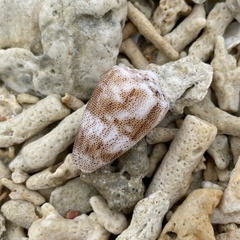 Conus arenatus