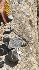 Argia tibialis