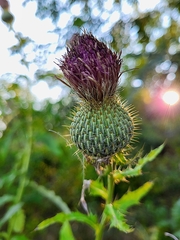 Cirsium altissimum