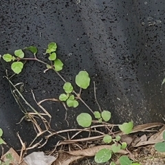 Trianthema portulacastrum