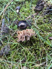 Clavulina cinerea