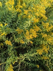 Solidago missouriensis