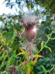 Cirsium altissimum