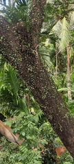 Lemmaphyllum microphyllum