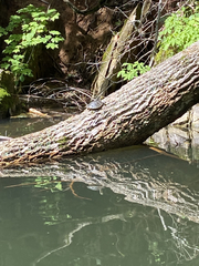 Pseudemys concinna concinna