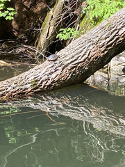 Pseudemys concinna concinna