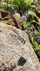 Argia tibialis
