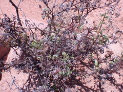 Trichodesma africanum