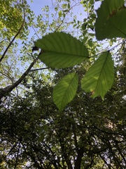 Ulmus glabra