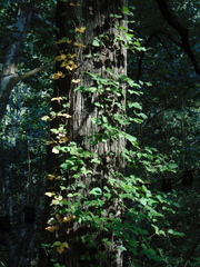 Toxicodendron radicans