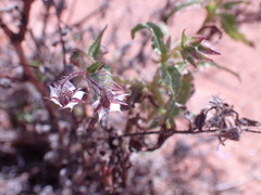 Trichodesma africanum