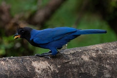 Cyanocorax caeruleus