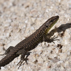 Algyroides nigropunctatus