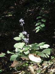 Clematis heracleifolia
