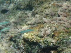 Muraena helena