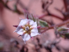 Trichodesma africanum