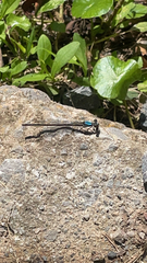 Argia tibialis