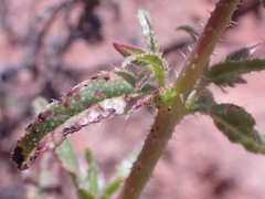 Trichodesma africanum