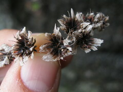 Aeonium saundersii image