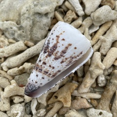 Conus imperialis