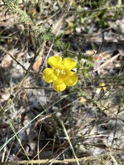 Aureolaria pectinata