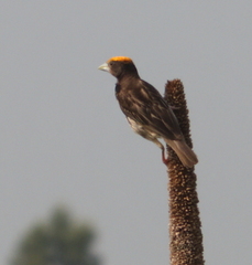 Ploceus benghalensis