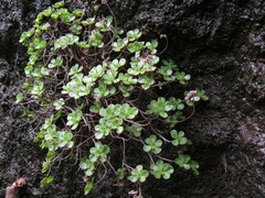 Aeonium saundersii image