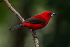 Ramphocelus bresilius