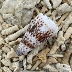Conus imperialis