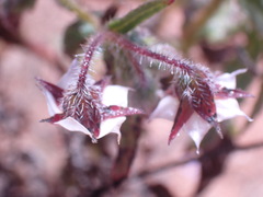Trichodesma africanum