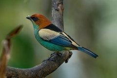 Stilpnia peruviana