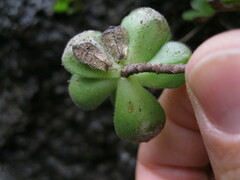 Aeonium saundersii image