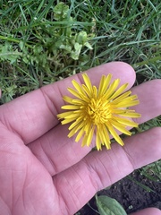 Taraxacum officinale