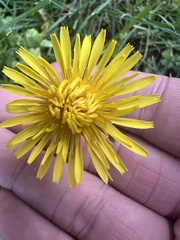 Taraxacum officinale
