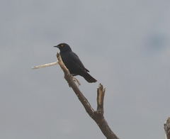 Onychognathus nabouroup