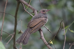 Hypsipetes amaurotis
