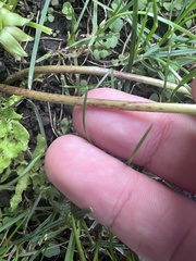 Taraxacum officinale
