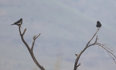 Onychognathus nabouroup