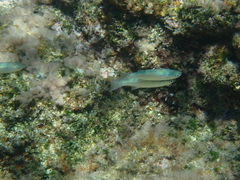 Muraena helena