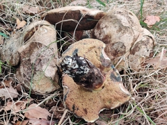 Caloboletus radicans