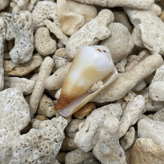 Conus ferrugineus