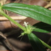 Oldenlandia verticillata - Photo (c) chiuluan, algunos derechos reservados (CC BY), subido por chiuluan