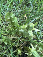 Taraxacum officinale